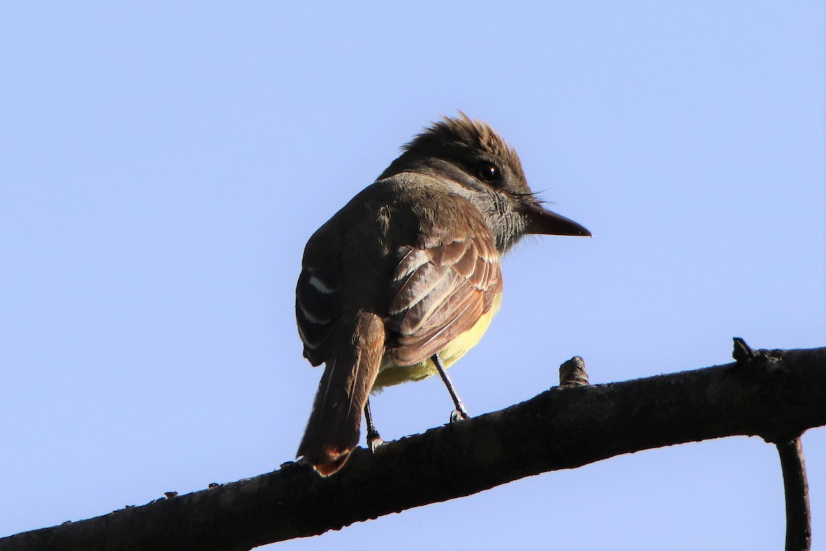 Great Crested Flycatcher - ML453887051