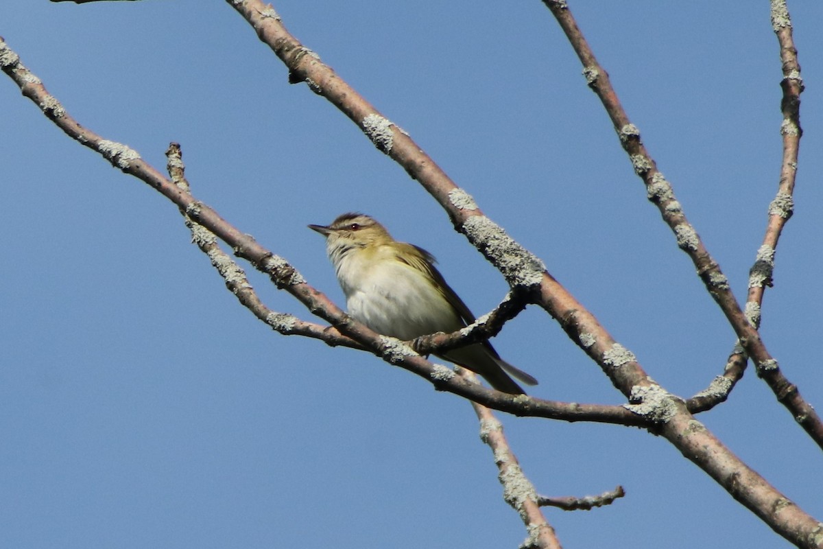 Red-eyed Vireo - ML453887111