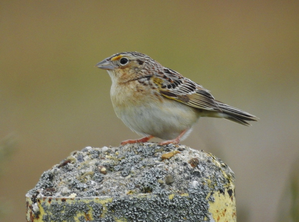 Grasshopper Sparrow - ML453887171