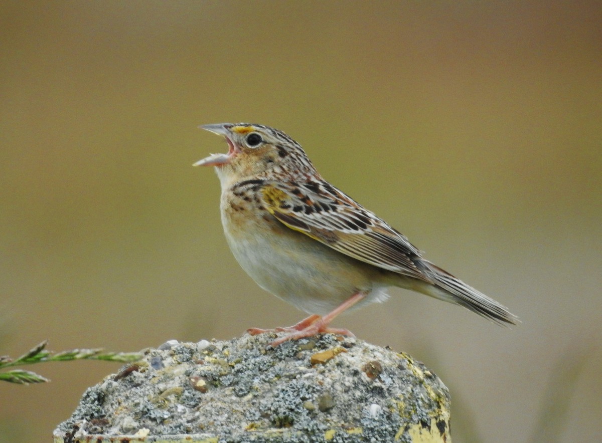 Grasshopper Sparrow - ML453887181