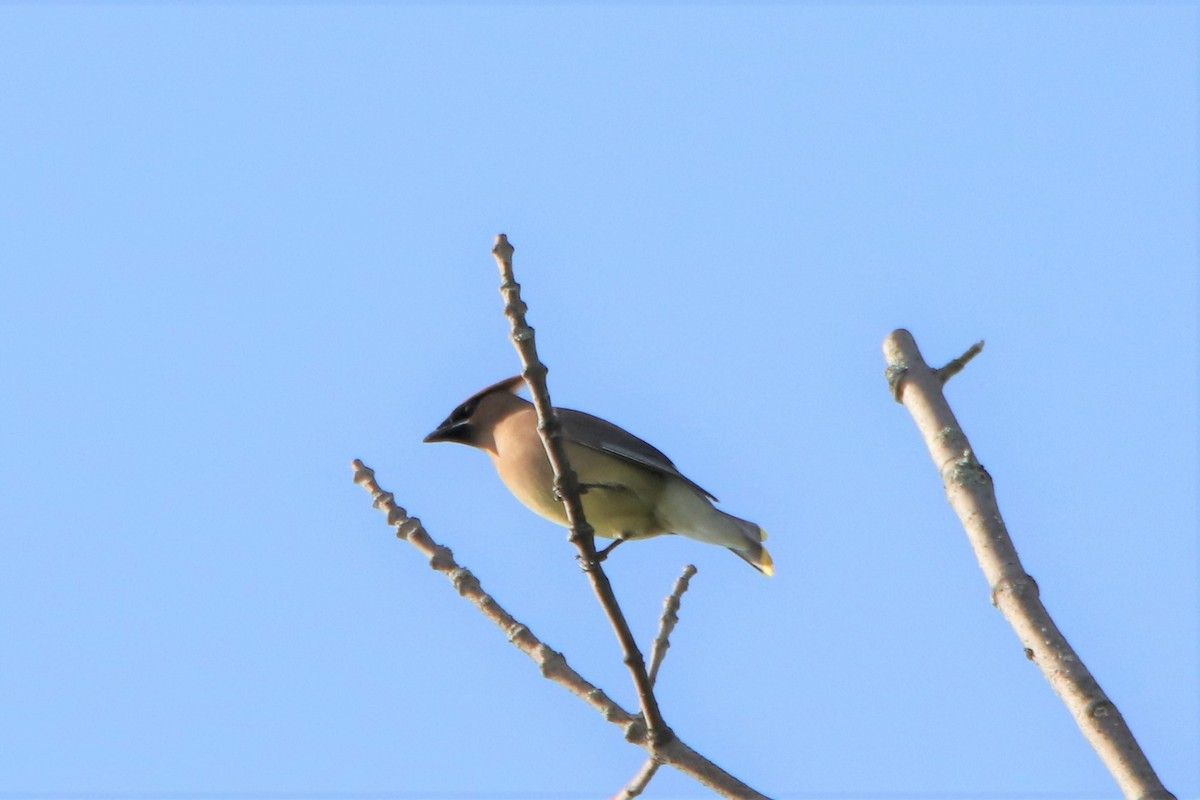 Cedar Waxwing - ML453887251