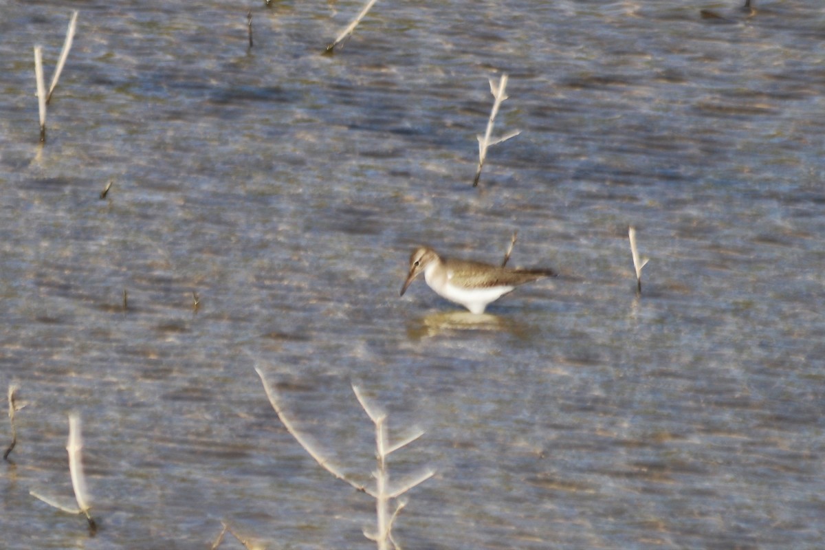 Solitary Sandpiper - ML453887371