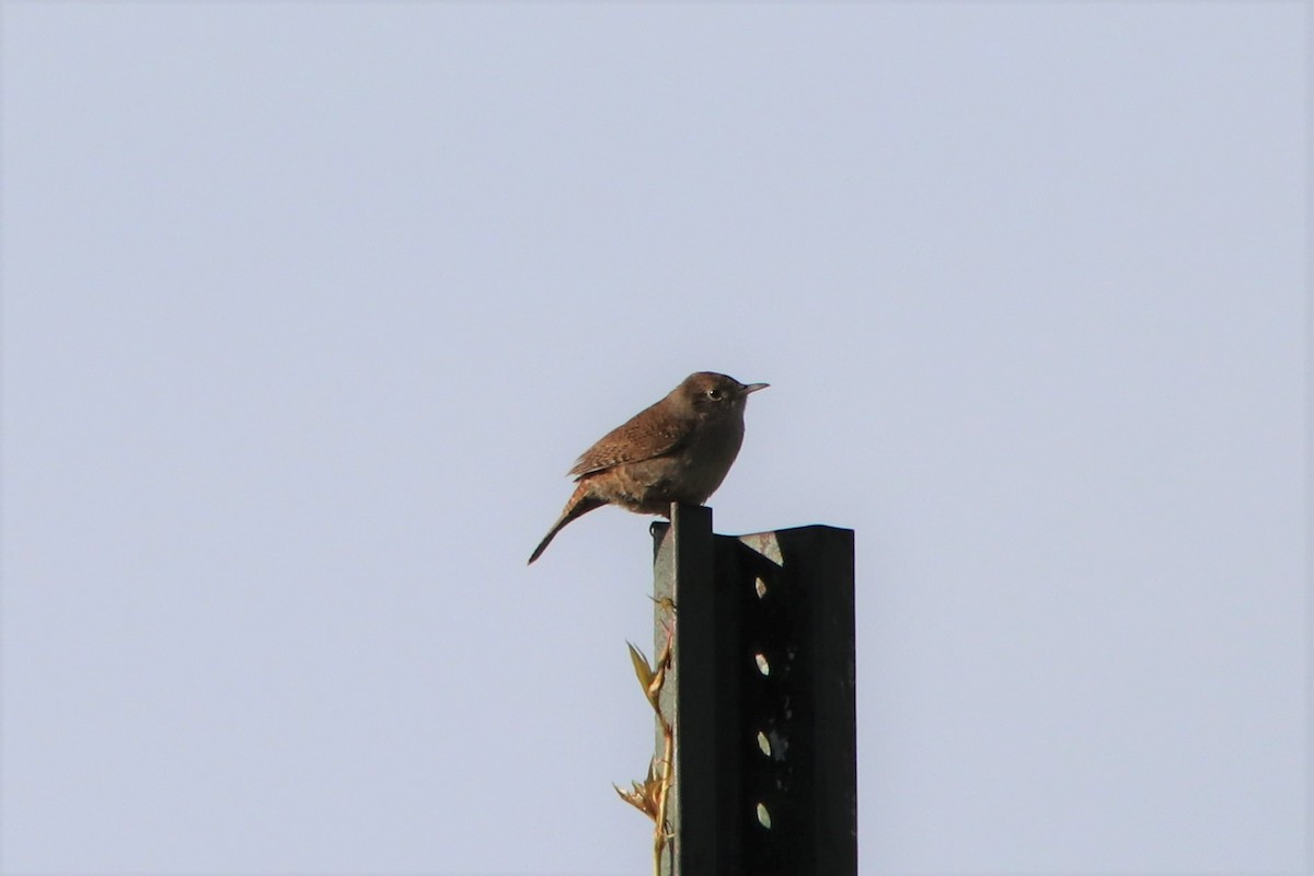 House Wren - ML453887481