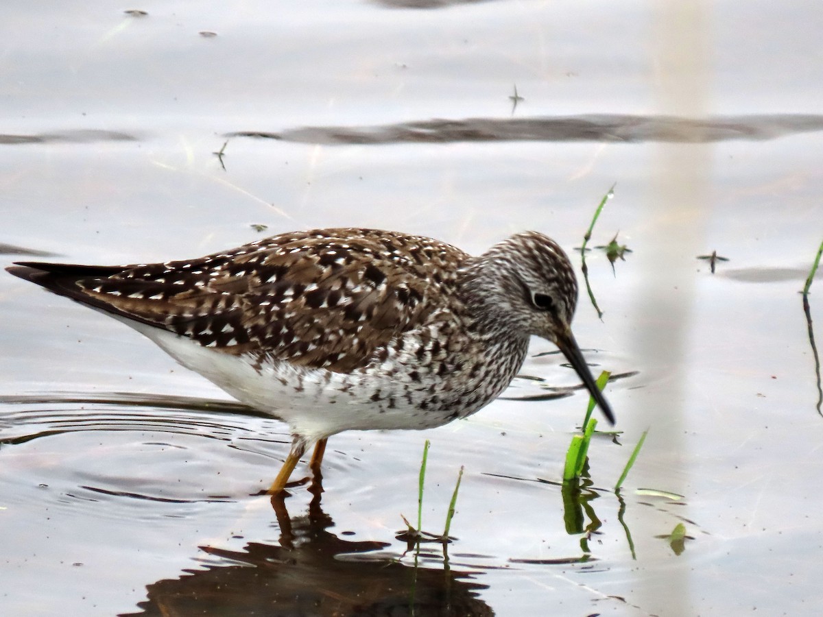 Solitary Sandpiper - Darrell Schiffman