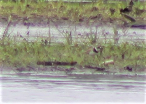 Semipalmated Plover - ML453889271