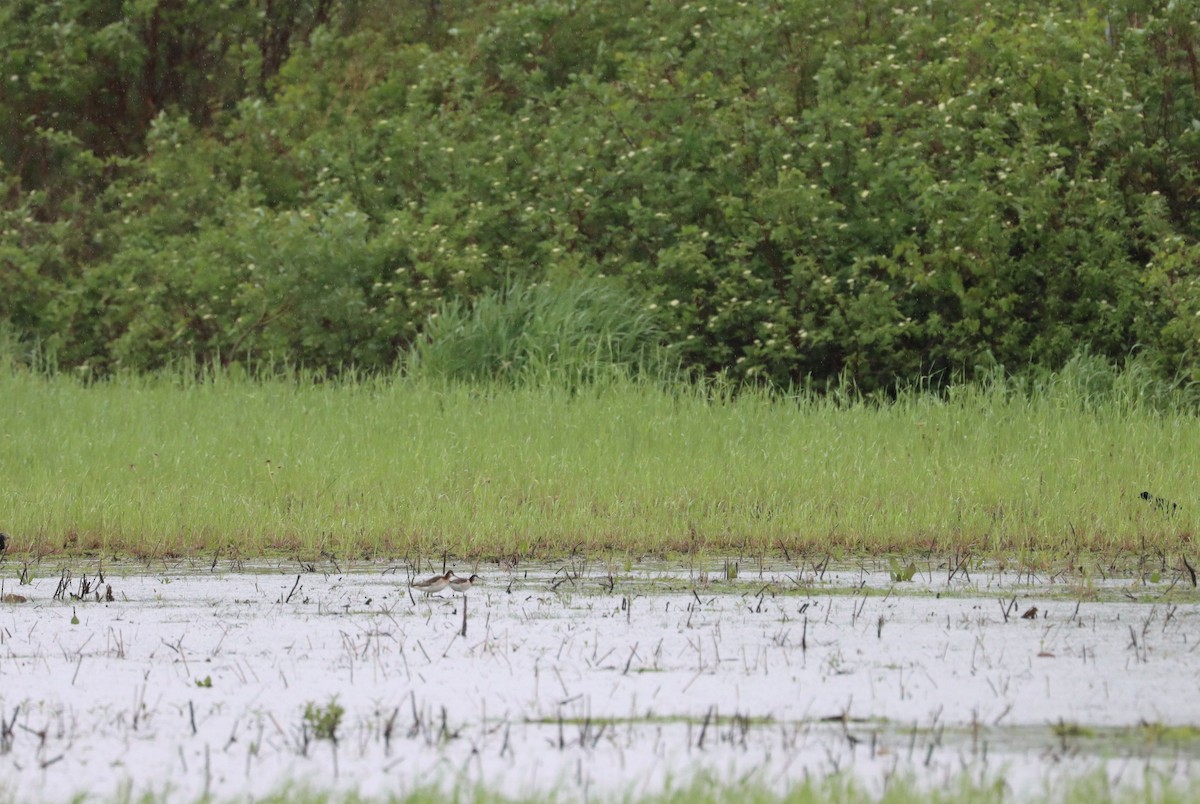 Wilson's Phalarope - ML453889751