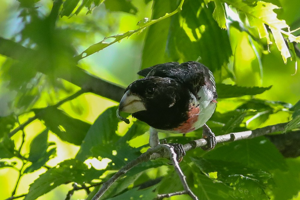 Rose-breasted Grosbeak - ML453890251