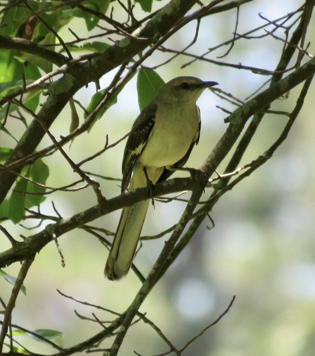 Northern Mockingbird - ML453890521