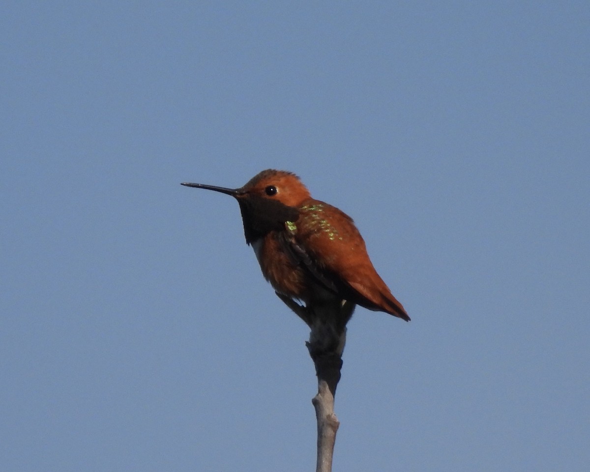 rødkolibri - ML453892161