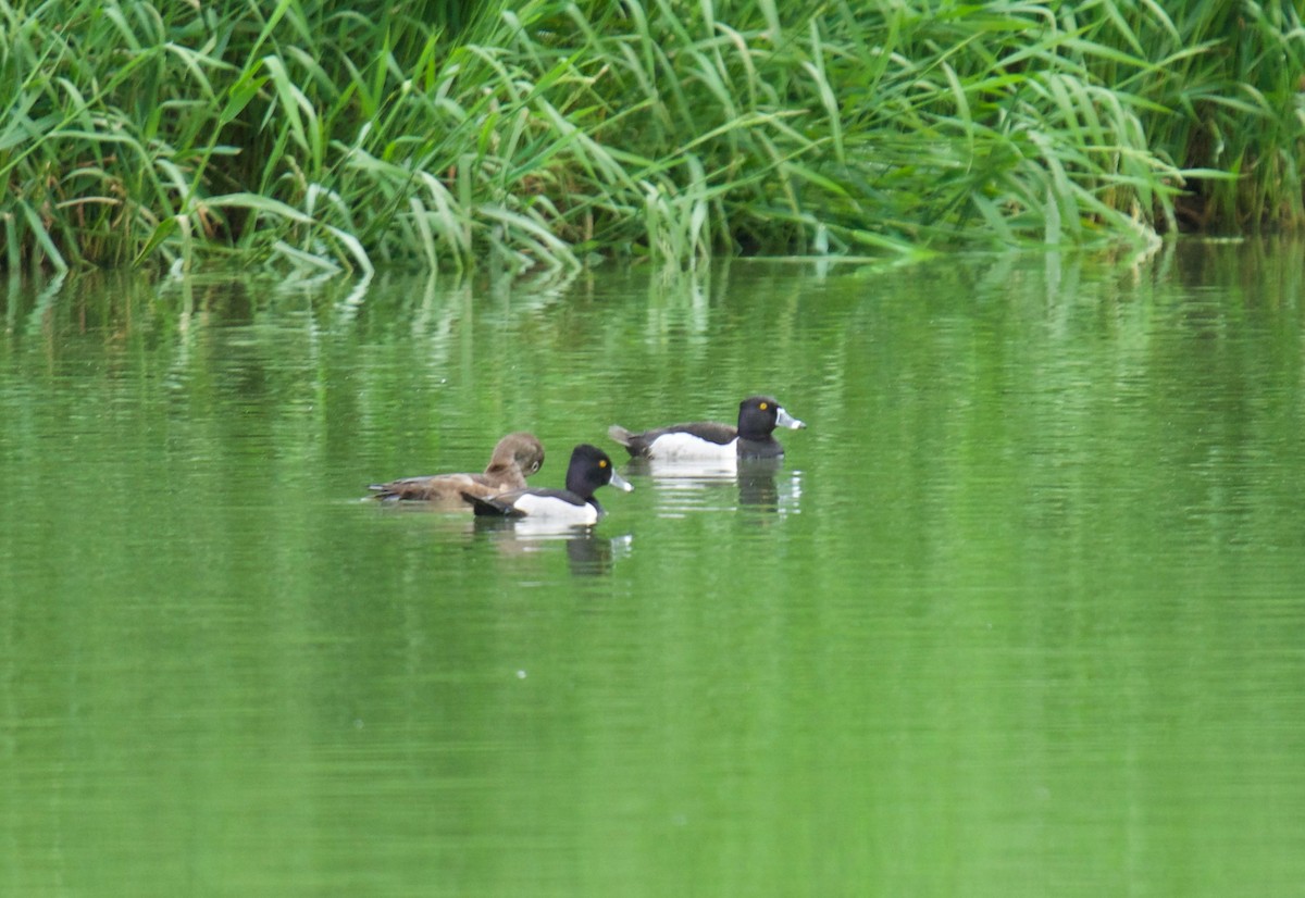 Ring-necked Duck - ML453892621