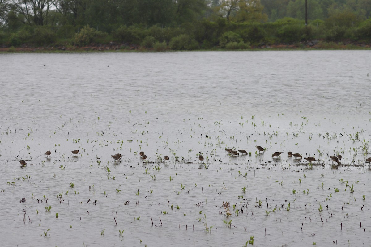 Short-billed Dowitcher - Serge Morneau