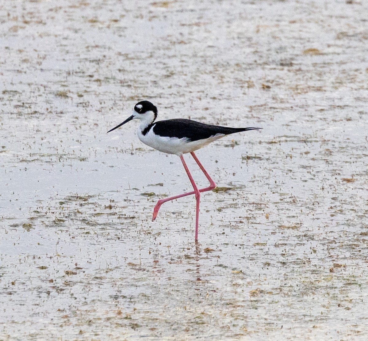 Black-necked Stilt - Greg Harrington