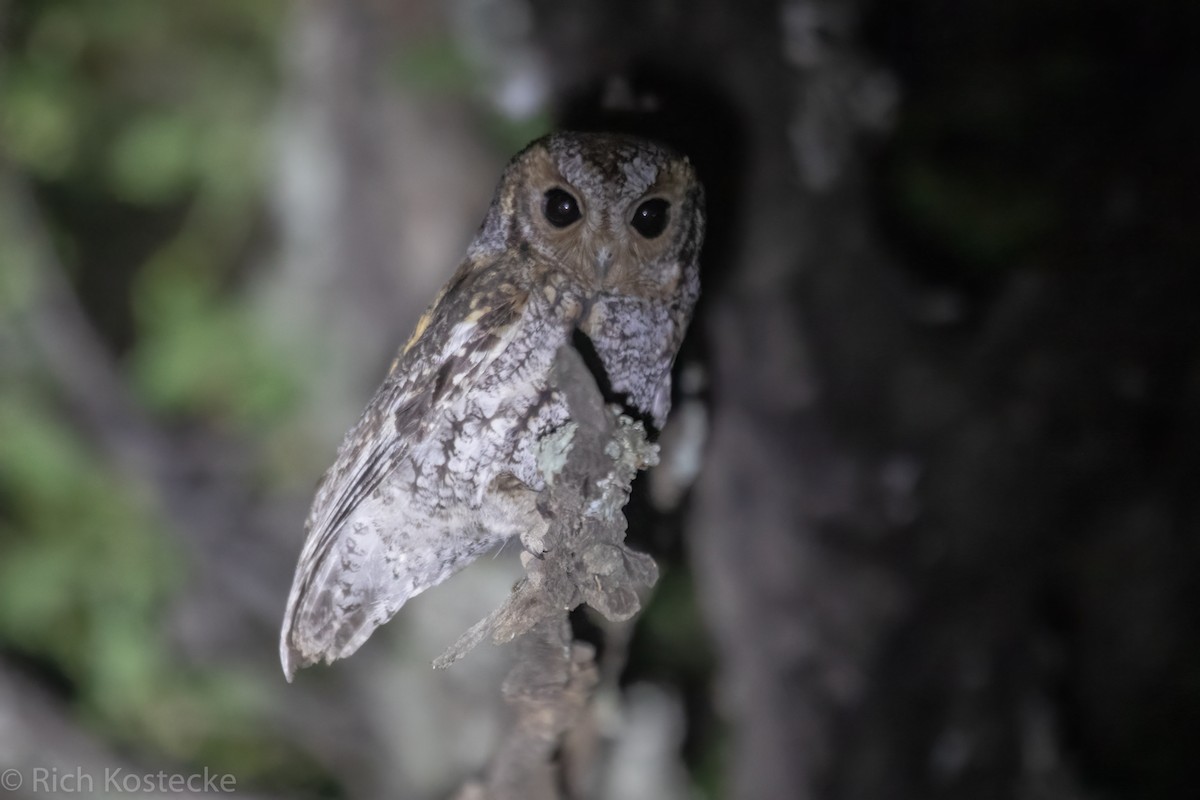 Flammulated Owl - Rich Kostecke