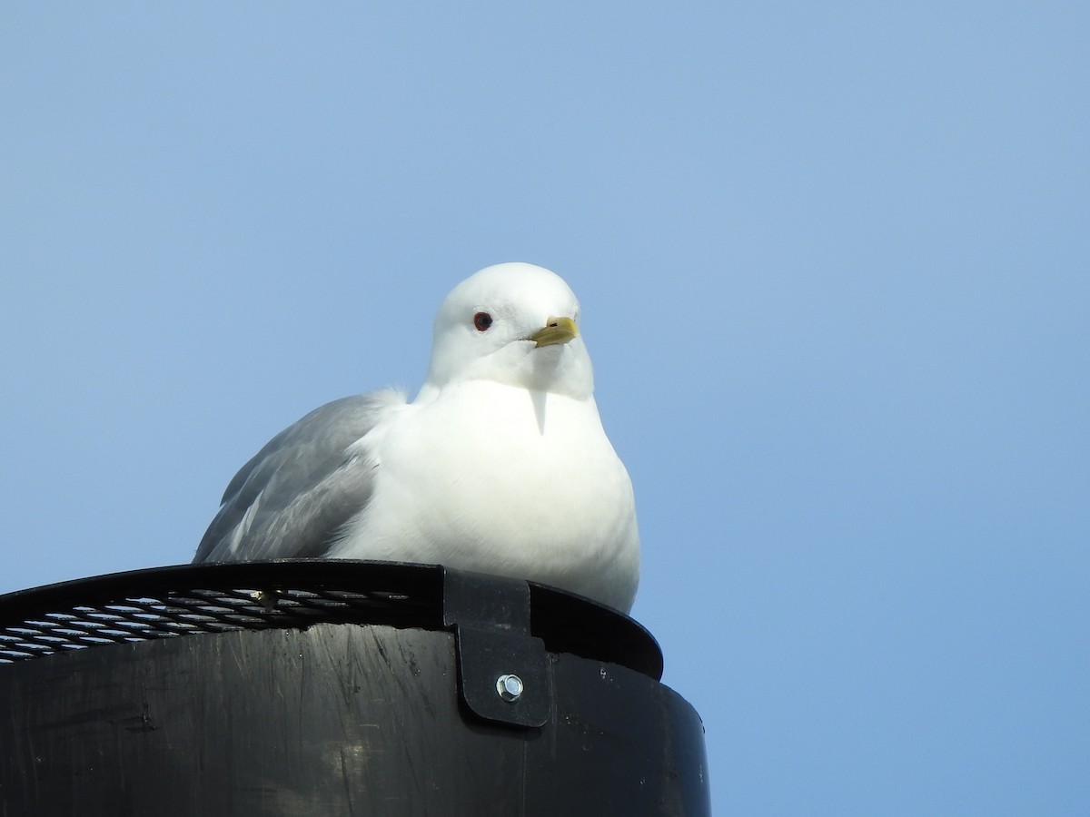 Short-billed Gull - ML453894231