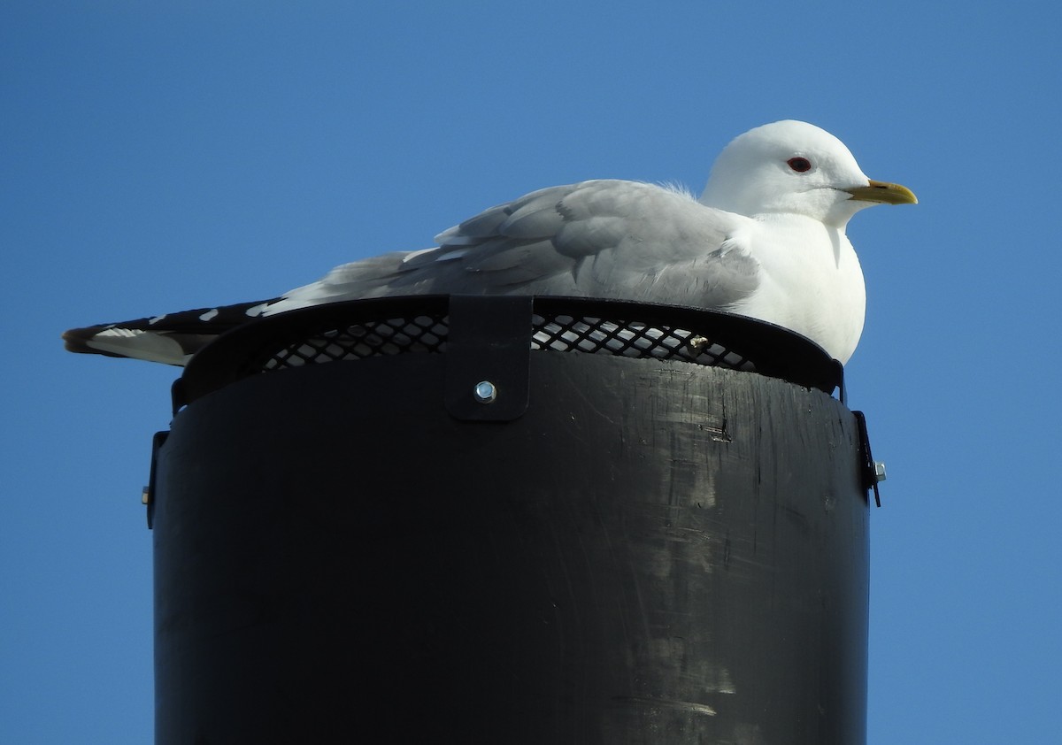 Short-billed Gull - ML453894261