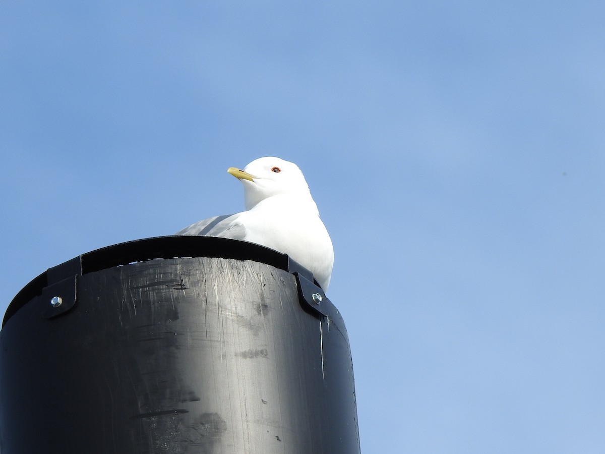 Short-billed Gull - Anna Stalcup