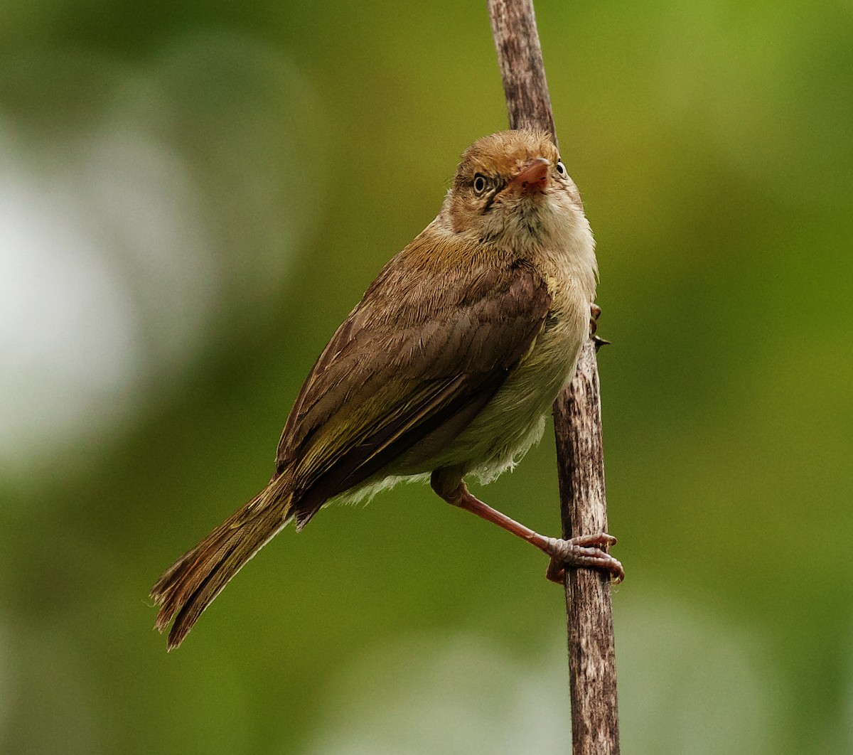 Verdillo Paticlaro (grupo flavipes) - ML453895281