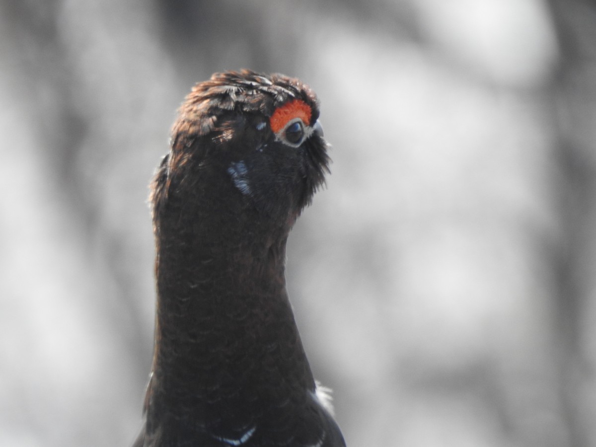 Willow Ptarmigan - ML453895451