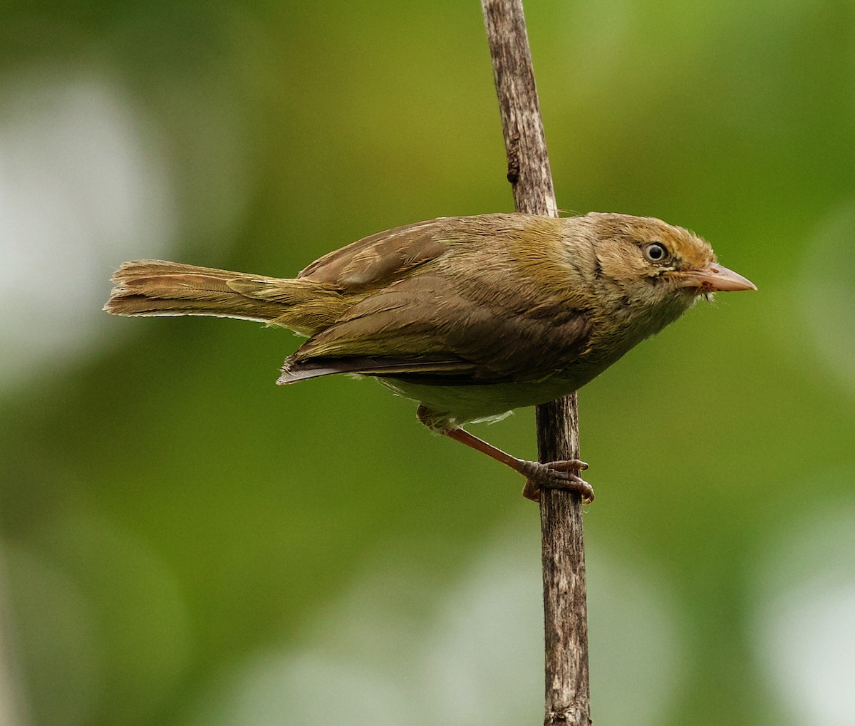 Verdillo Paticlaro (grupo flavipes) - ML453895511