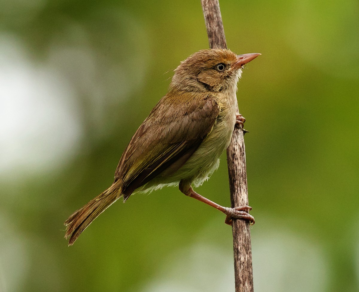 Verdillo Paticlaro (grupo flavipes) - ML453895541