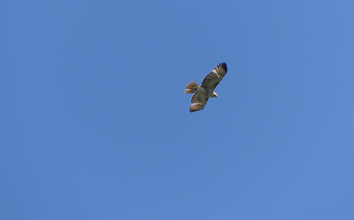 Red-tailed Hawk - Gus van Vliet