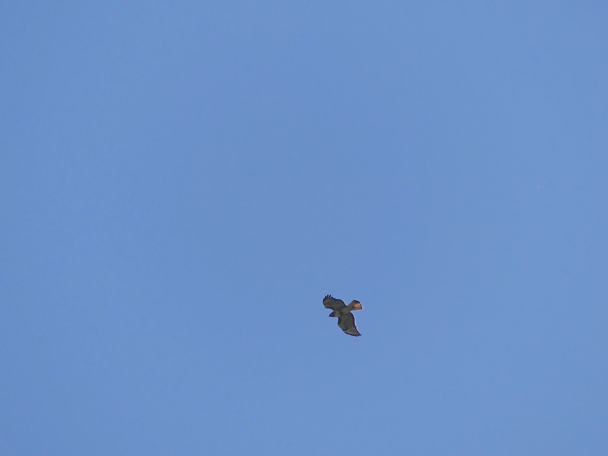 Red-tailed Hawk - Gus van Vliet