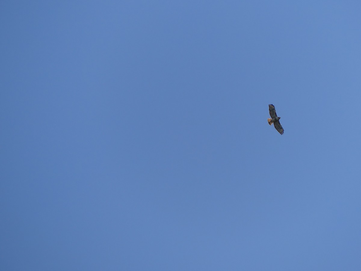 Red-tailed Hawk - ML453896191