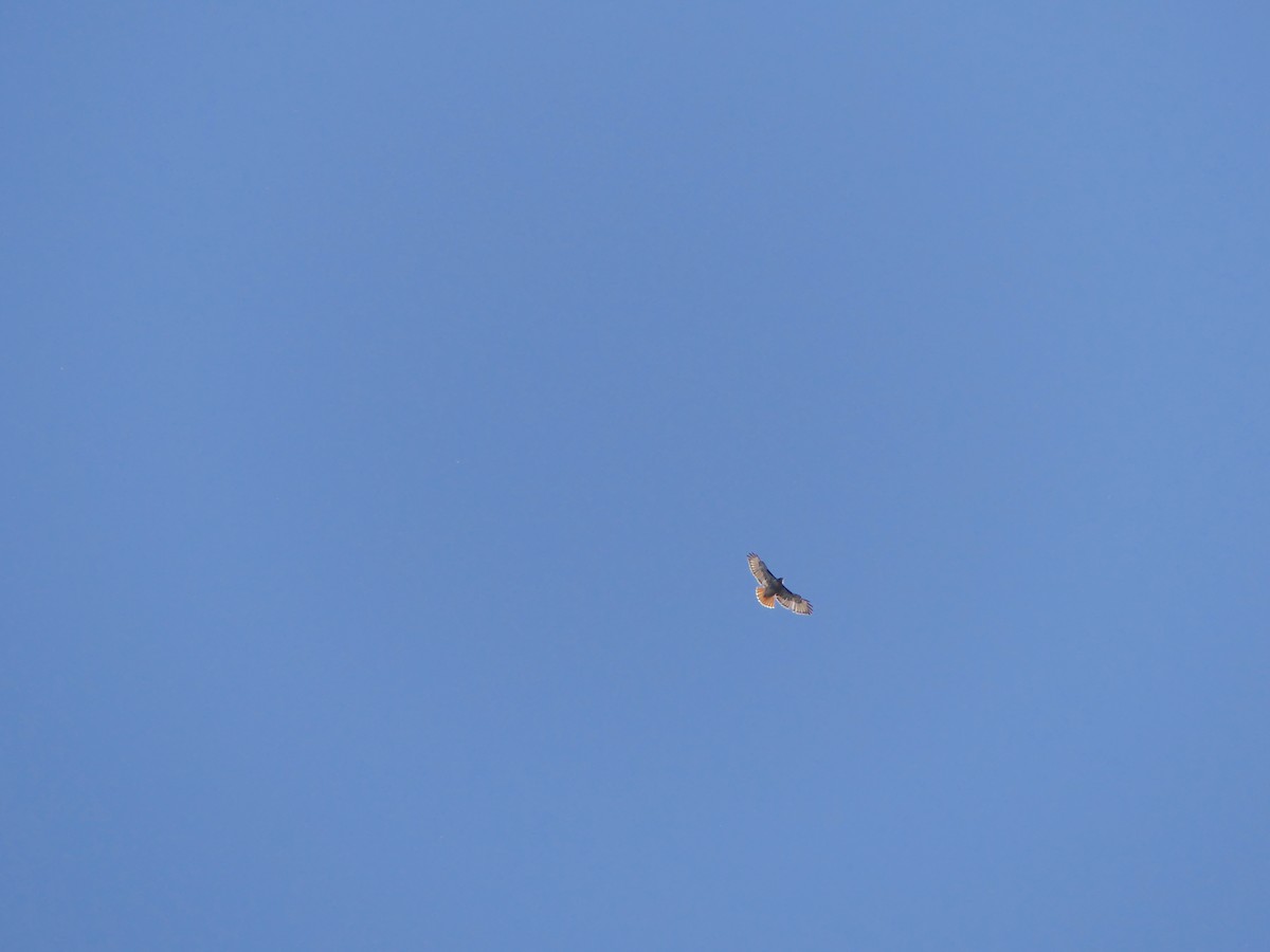 Red-tailed Hawk - Gus van Vliet