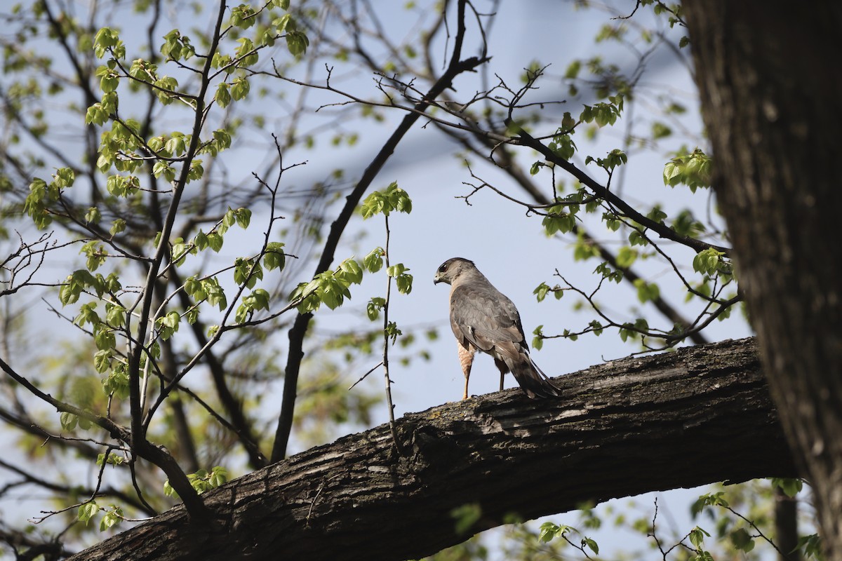 Cooper's Hawk - ML453896581