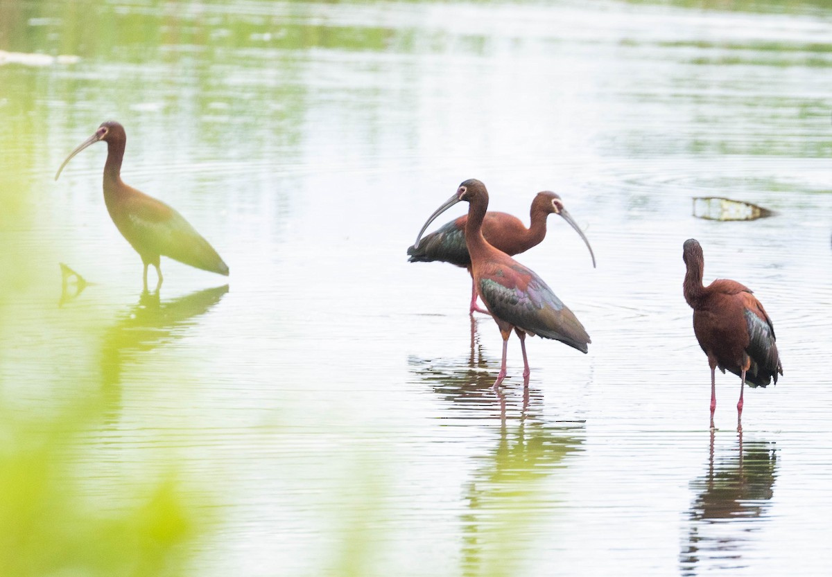 White-faced Ibis - ML453897991