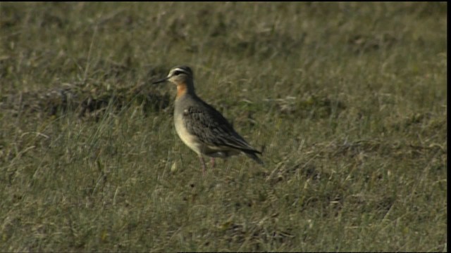 Tawny-throated Dotterel - ML453898