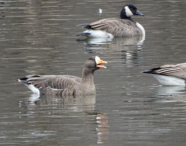 Greater White-fronted Goose - ML45389871