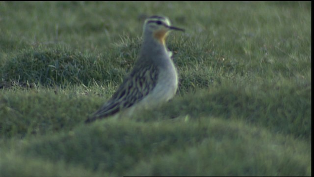 Tawny-throated Dotterel - ML453902