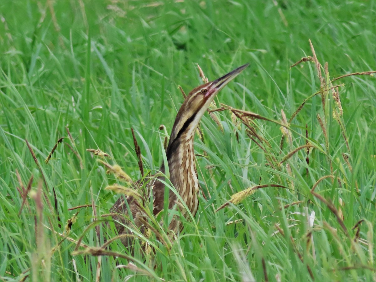 American Bittern - ML453902201