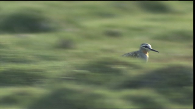 Tawny-throated Dotterel - ML453903