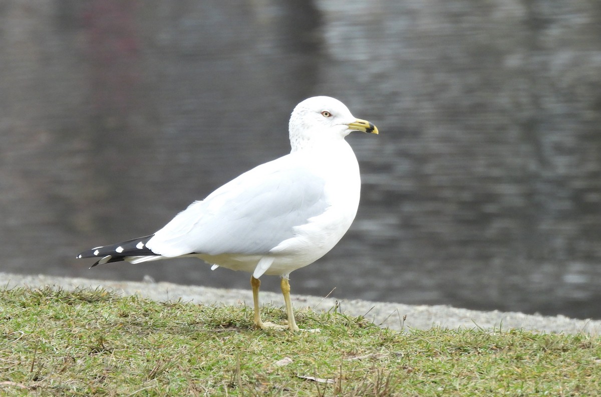 Ring-billed Gull - ML453903191