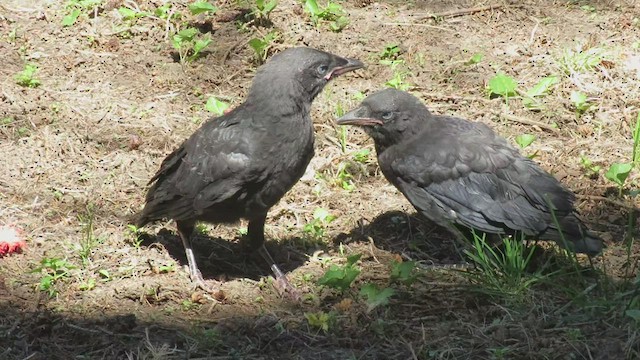 American Crow - ML453903221