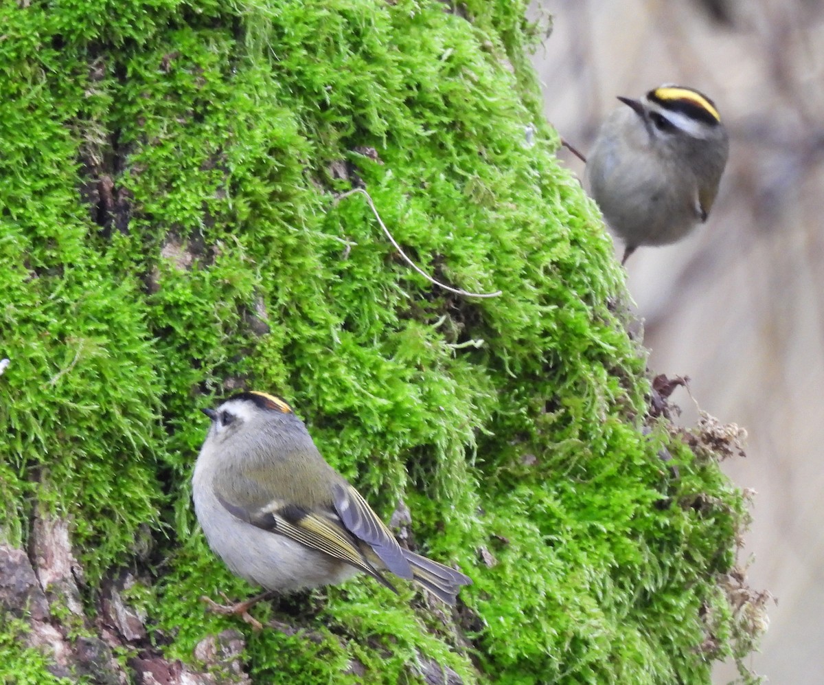 Golden-crowned Kinglet - ML453903281