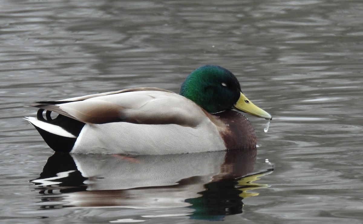 Canard colvert - ML453903351