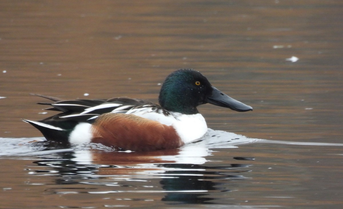 Northern Shoveler - ML453903451