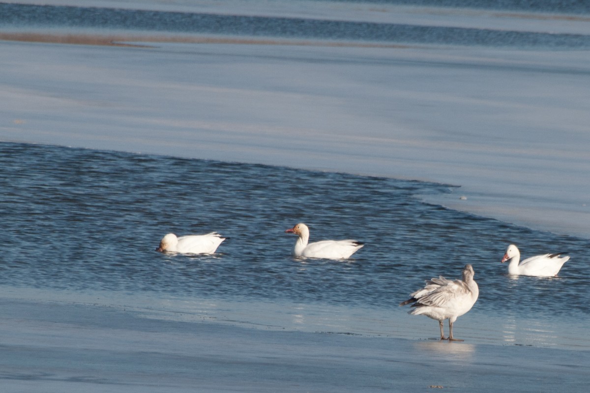 Snow Goose - ML453903461