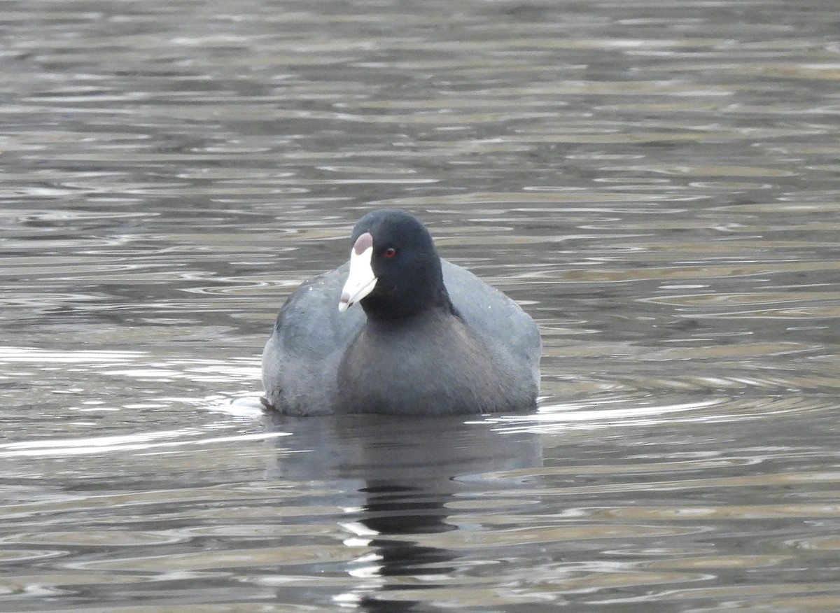 American Coot - ML453903571