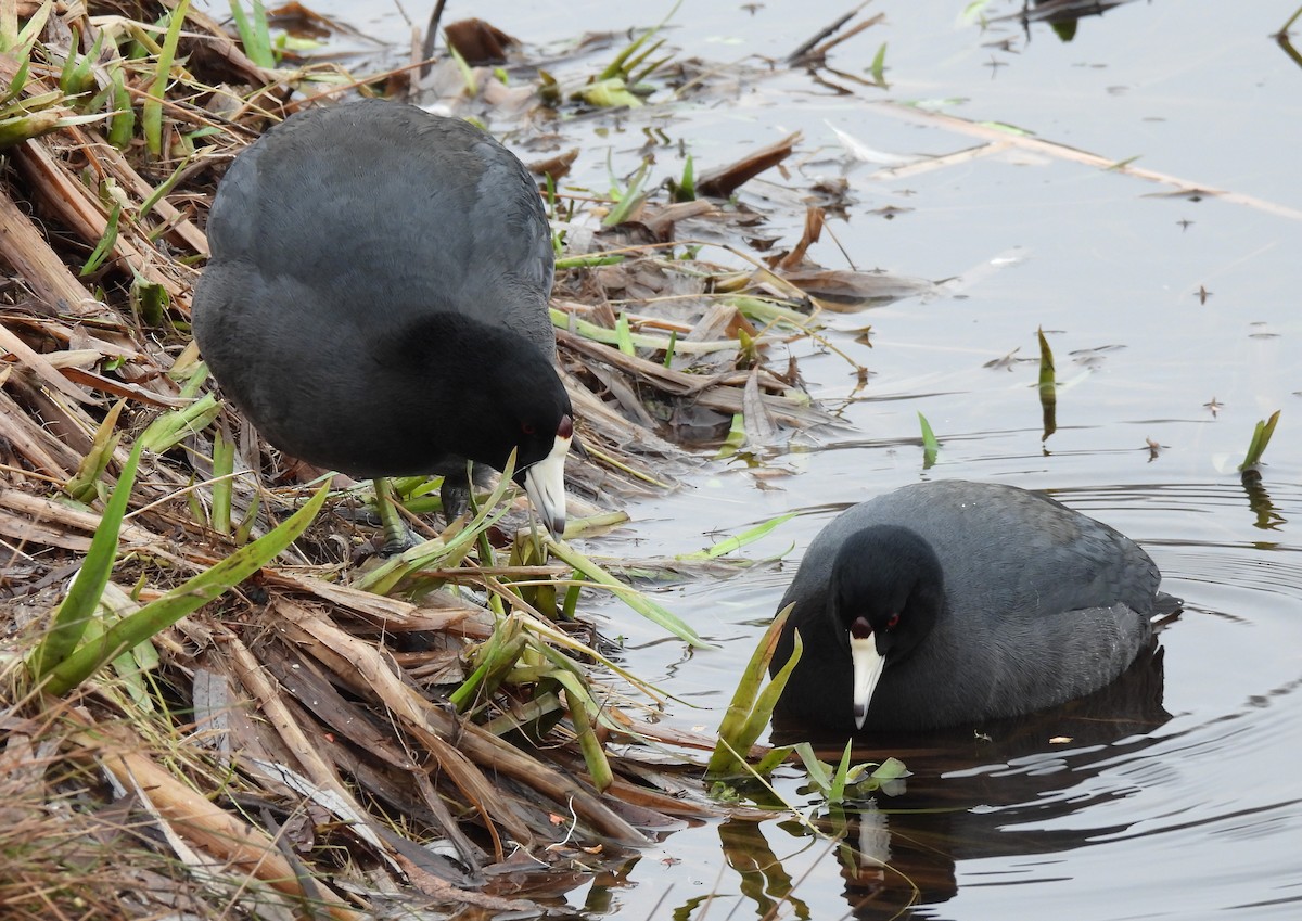 American Coot - ML453903641