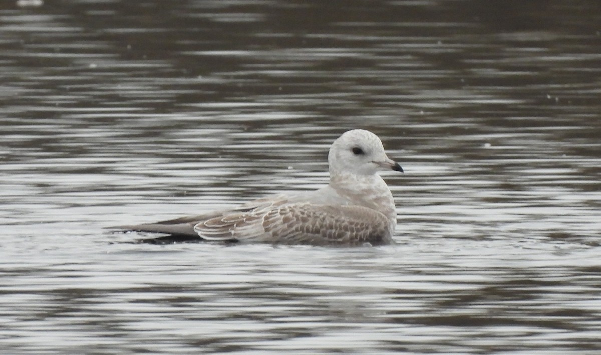 Short-billed Gull - ML453903651