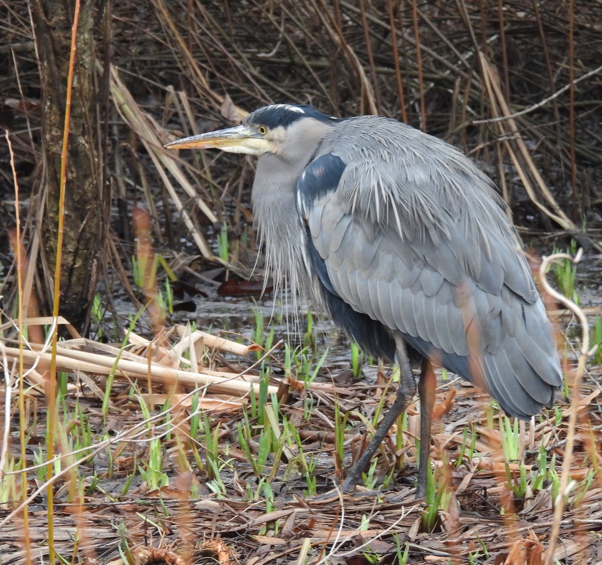 Great Blue Heron - ML453903671