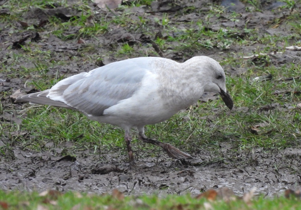 Glaucous-winged Gull - ML453903691