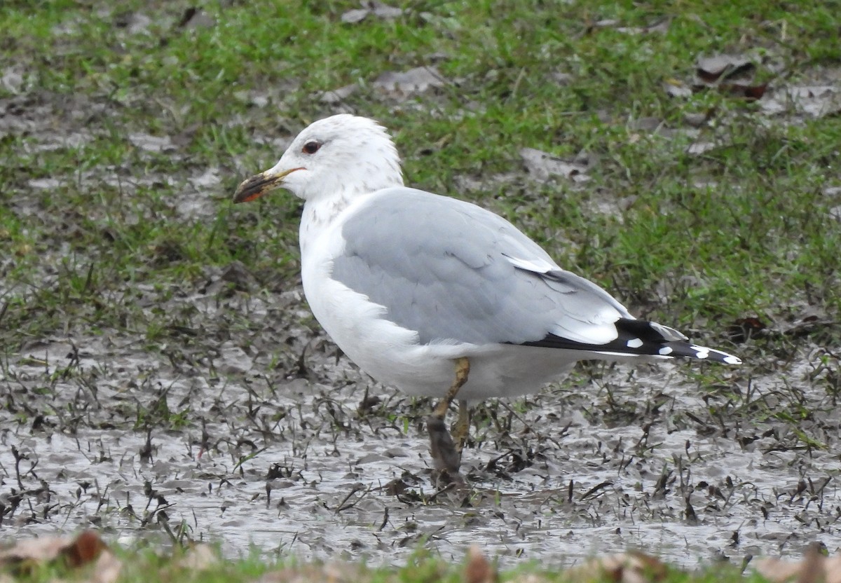 California Gull - ML453903721