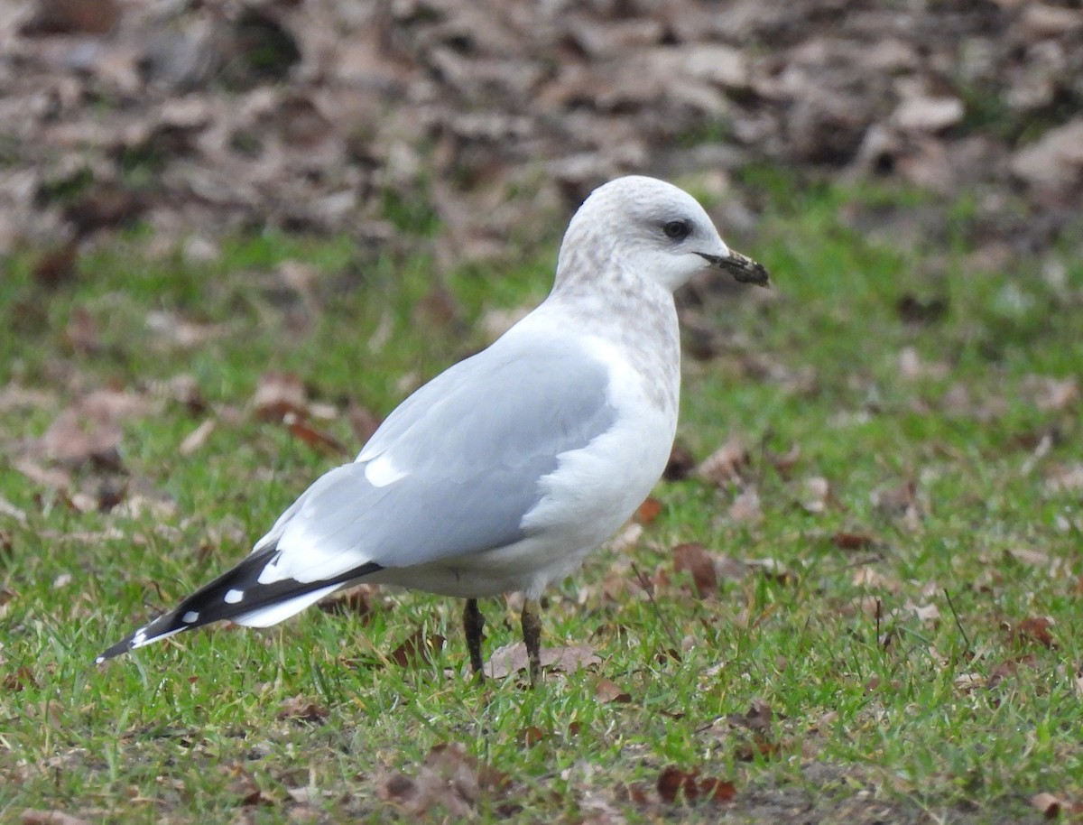 Short-billed Gull - ML453903851