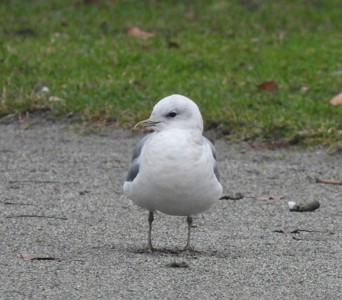 Short-billed Gull - ML453903871