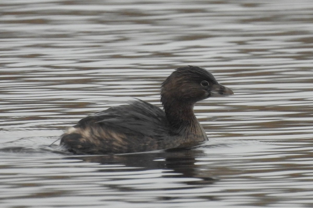 Pied-billed Grebe - ML453903951